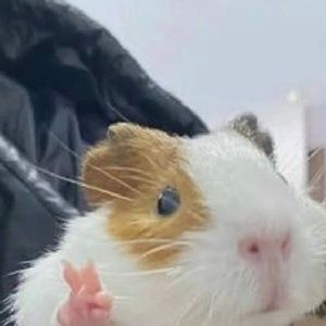 Meet your Posher, Larry